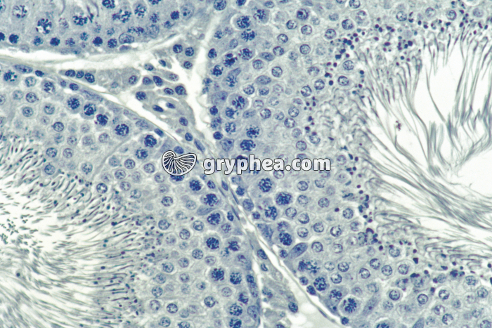 Méioses dans tubes séminifères x100 - gryphea.com